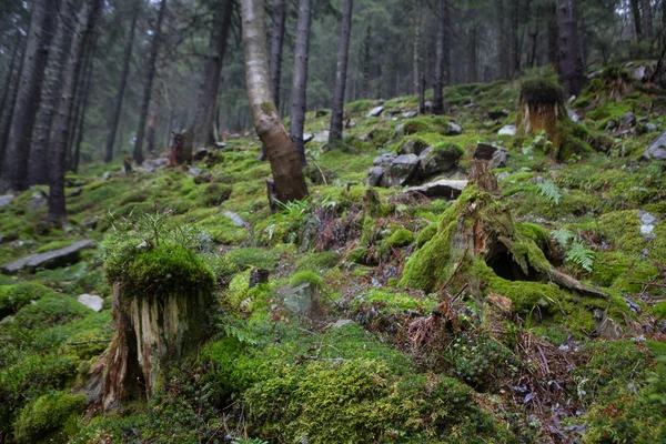 Arroz musgoso en bosque montañoso brumoso —  Fotos de Stock