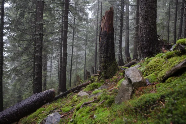 Bergskog dimmigt Spruce trädet — Stockfoto