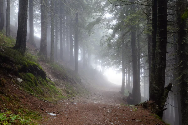 Montagna Foggy abete rosso foresta — Foto Stock