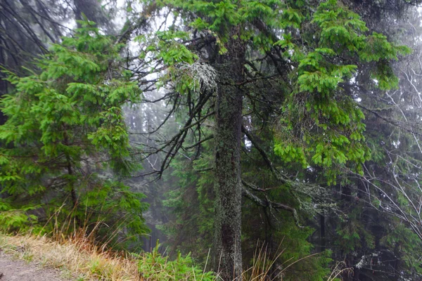 Montagna Foggy abete rosso foresta — Foto Stock