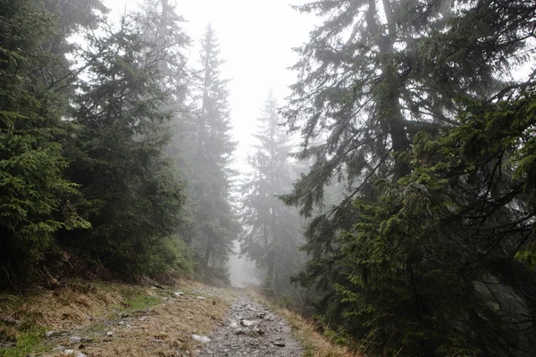 Dağ sisli Ladin ağacı orman — Stok fotoğraf