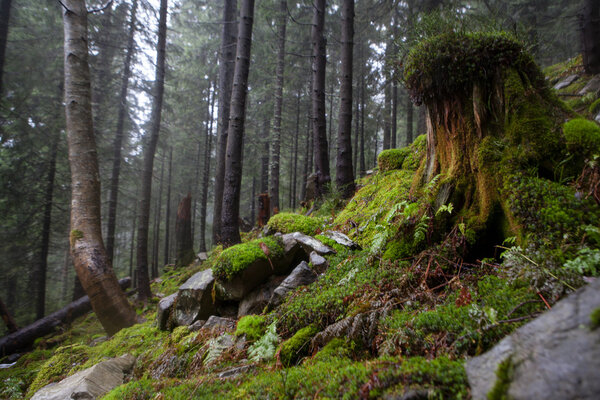 Горный туманный еловый лес
