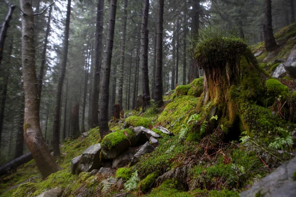 Sous-bois mousseux dans la forêt de montagne brumeuse — Photo