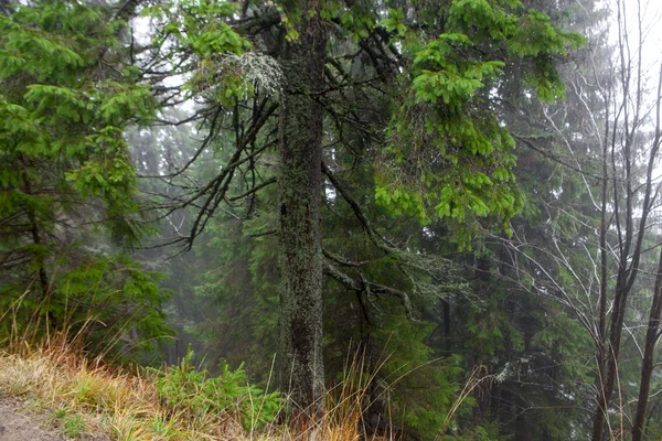 Mountain Foggy Spruce Tree Forest — Stock Photo, Image