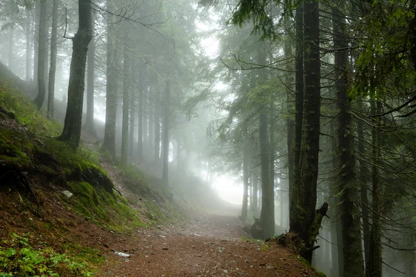 Bosque de abeto brumoso de montaña — Foto de Stock