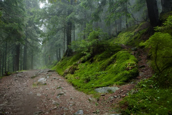 Mountain Foggy Spruce Tree Forest — Stock Photo, Image