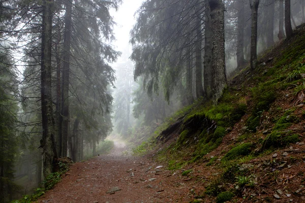 Montagna Foggy abete rosso foresta — Foto Stock