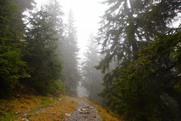 Hegyi ködös fenyő erdő — Stock Fotó