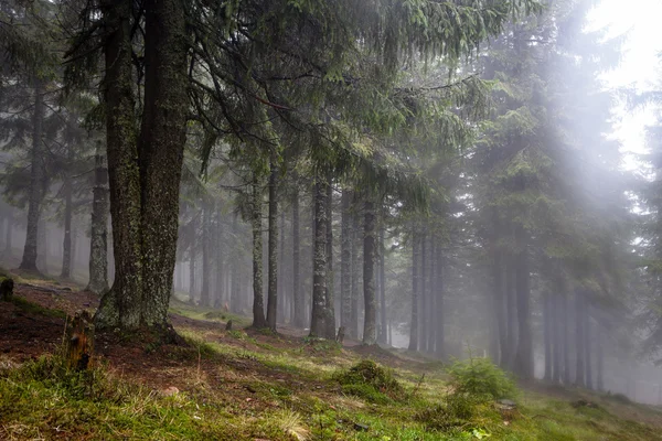 Dağ sisli Ladin ağacı orman — Stok fotoğraf