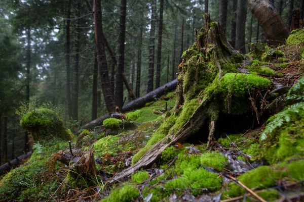 Mechate runa w mgliste górskie lasy — Zdjęcie stockowe