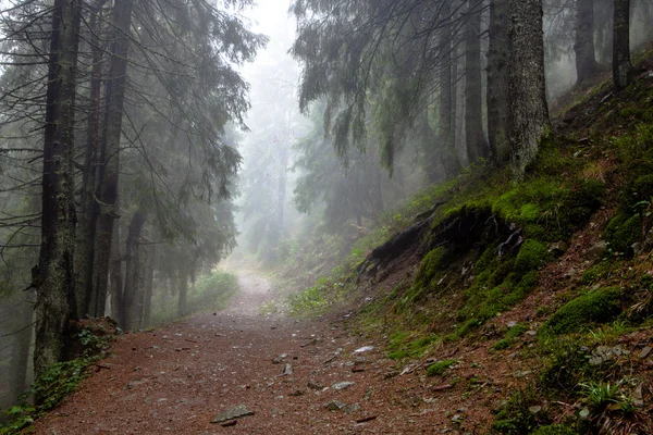 Montagna Foggy abete rosso foresta — Foto Stock