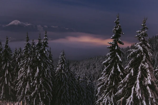 Gece dağlar manzara kış boyunca. Karpat, Ukrayna — Stok fotoğraf