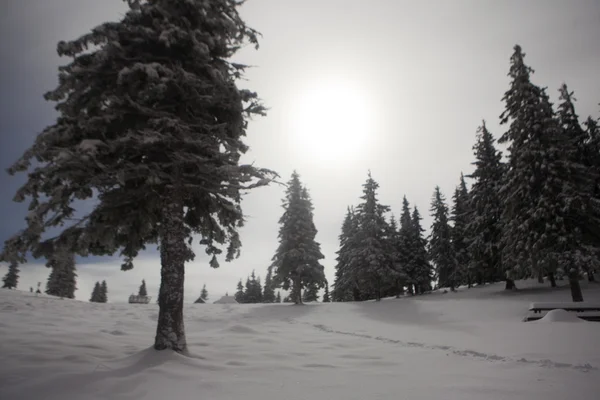 Nuit sur le paysage des montagnes d'hiver. Carpates, Ukraine — Photo