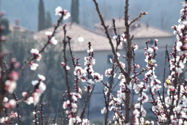 Slovenya 'da Nova Gorica yakınlarında Kromberk Kalesi Grad