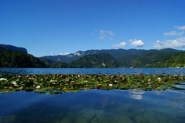 Bled Gölü — Stok fotoğraf