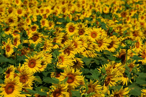 Yellow Sunny Sunflowers — Stock Photo, Image