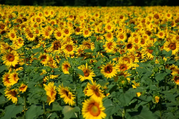 Girasoli soleggiati gialli — Foto Stock