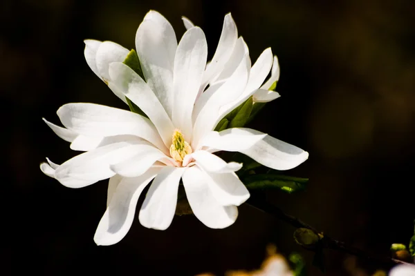 Güneşli bir günde açmakta olan Magnolia stellata çiçekleri