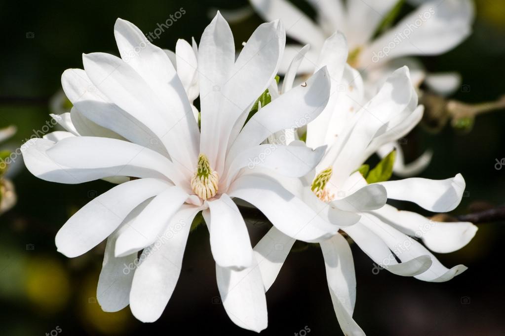 blooming Magnolia stellata flowers on sunny day