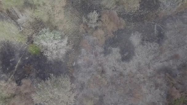 Verbrand boomresten van een bosbrand — Stockvideo