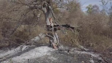 Bir orman yangınının yanmış ağaç kalıntıları.