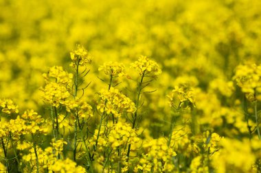 Güneşli bir günde sarı kanola, kolza ya da tecavüz sahalarının kapanışı