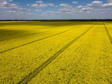 Renkli sarı kanola bitkisi, kolza tohumu ya da tecavüz tarlada paralel izler gösteriyor. Hava görüntüsü