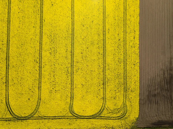 Colorful yellow spring crop of canola, rapeseed or rape viewed from above showing parallel tracks through the field. Aerial shot