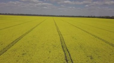 Renkli sarı kanola bitkisi, kolza tohumu ya da tecavüz tarlada paralel izler gösteriyor. Hava görüntüsü