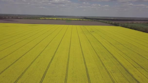 Renkli Sarı Kanola Bitkisi Kolza Tohumu Tecavüz Tarlada Paralel Izler — Stok video