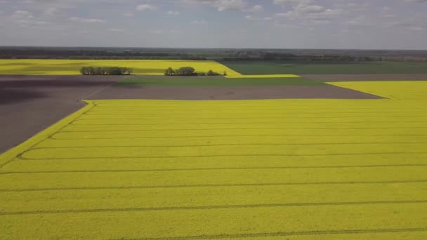 Colorful Yellow Spring Crop Canola Rapeseed Rape Viewed Showing Parallel — Stock Video