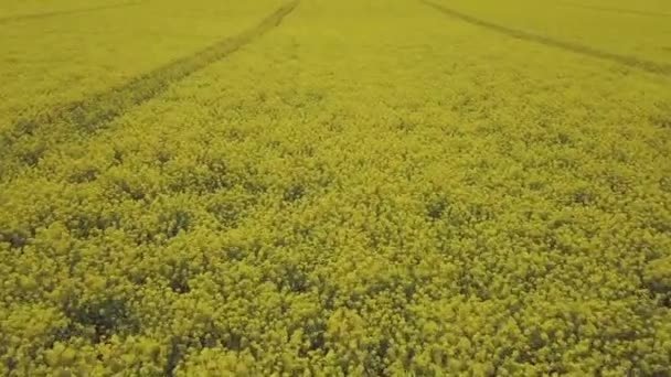 Colorful yellow spring crop of canola, rapeseed or rape viewed from above — Stock Video