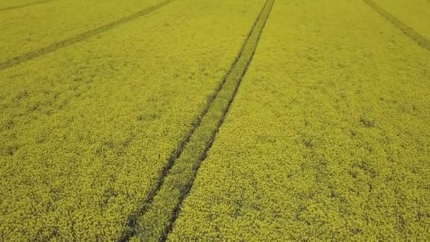 Colorful Yellow Spring Crop Canola Rapeseed Rape Viewed Showing Parallel — Stock Video