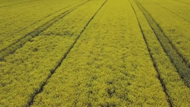 노란색을 노란색의 농작물인 카놀라 강간은 위에서 바라보았을 때밭을 가로질러 자국을 — 비디오
