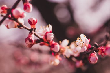 Pembe kayısı ağacı çiçekleri olan dalın kapağını kapayın. Arkaplanı bulanık. Güneşli bir bahar gününde bahçede.