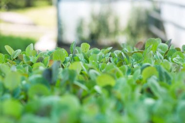 Bahçede taze lahana filizleri var. Seçici odaklı ve telif alanlı büyüyen lahana filizlerinden oluşan sera bitkileri