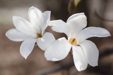 Güneşli bahar gününde, yeşil arka planda çiçek açan beyaz manolya çiçeklerinin yakınlaşması
