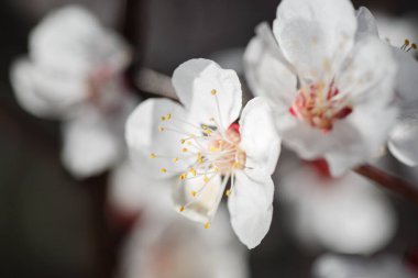 Güneşli bir günde bahar bahçesinde arka planda bulanık olan pembe kayısı ağacı çiçekleriyle dolu bir dal parçası, güzel bir açık hava çiçek arka planı.