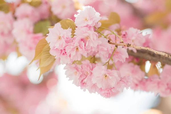 Красива Сакура Вишневого Цвітіння Весняний Час — стокове фото