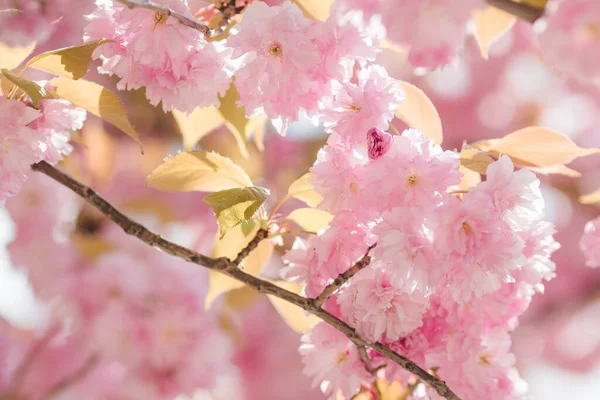 Крупним Планом Макро Красива Сакура Вишневого Цвітіння Весняний Час — стокове фото