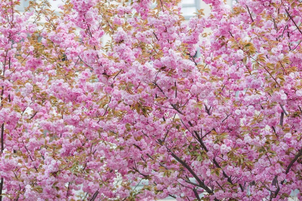 Багато Дерев Красива Вишня Цвіте Сакура Навесні — стокове фото
