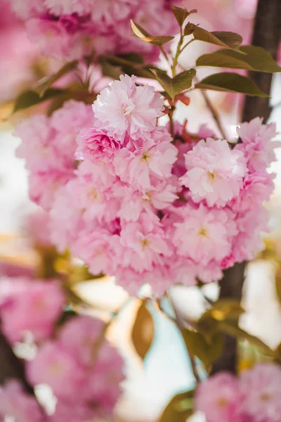 Красива Сакура Вишневого Цвітіння Весняний Час — стокове фото