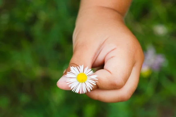 Camomile flowers in child hand — Stock Photo, Image