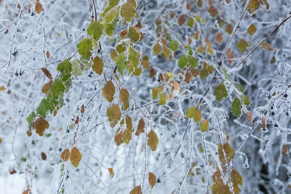 Bäume mit Schnee im Winterpark — Stockfoto