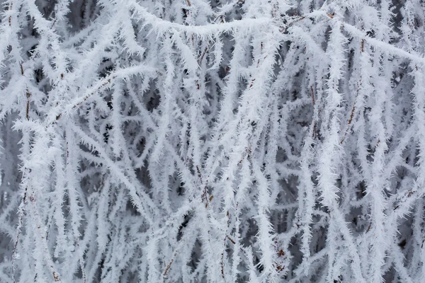 Bäume mit Schnee im Winterpark — Stockfoto