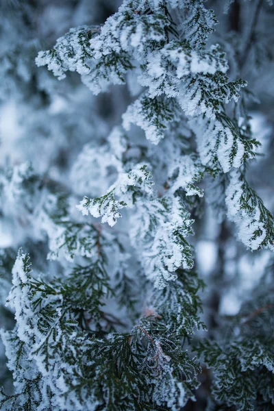 Árboles con nieve en el parque de invierno —  Fotos de Stock