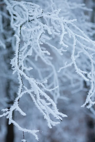 Bäume mit Schnee im Winterpark — Stockfoto