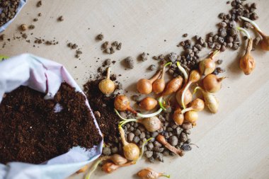 Bir grup küçük soğan soğanı arpacık soğanı.