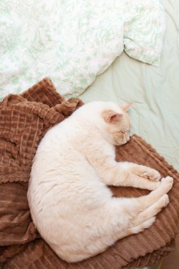 Taylandlı (Siyam) evcil kedi kırmızı noktalı, kırmızı kulaklı evde uyuyor, kareli kumaş ya da battaniyeli yatakta.