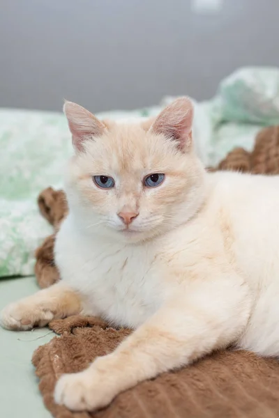ベッドの上に赤い耳と鼻の茶色のベッドの上にタイの猫 — ストック写真